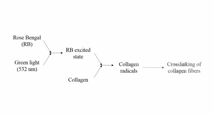 Biomedical Applications of Photo- and Sono-Activated Rose Bengal_ A Review - Vanerio - Fig 3