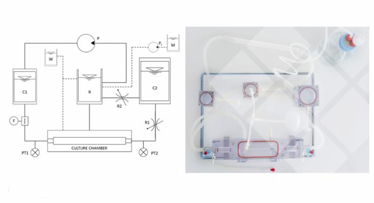 Vascular Bioreactor Platform