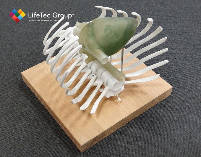 3D print thorax
