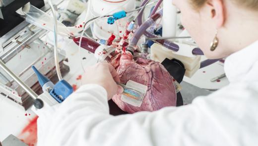 EX-VIVO CARDIAC ELECTROPHYSIOLOGY